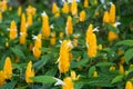 Pachystachys lutea, Golden Shrimp Plant