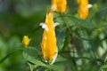 Pachystachys lutea, Golden Shrimp Plant Royalty Free Stock Photo