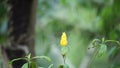 Pachystachys lutea (golden shrimp plant, lollipop plant, lilin emas, tanaman lolipop)