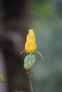 Pachystachys lutea (golden shrimp plant, lollipop plant, lilin emas, tanaman lolipop)