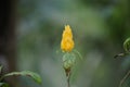 Pachystachys lutea (golden shrimp plant, lollipop plant, lilin emas, tanaman lolipop)