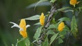 Pachystachys lutea (golden shrimp plant, lollipop plant, lilin emas, tanaman lolipop)