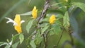 Pachystachys lutea (golden shrimp plant, lollipop plant, lilin emas, tanaman lolipop)