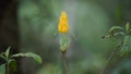 Pachystachys lutea (golden shrimp plant, lollipop plant, lilin emas, tanaman lolipop) Royalty Free Stock Photo