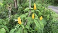 Pachystachys lutea (golden shrimp plant, lollipop plant, lilin emas, tanaman lolipop)