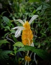 Pachystachys lutea, known as the golden shrimp plant or lollipop plant, is a tropica. Royalty Free Stock Photo