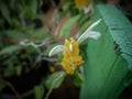 Pachystachys lutea, known as the golden shrimp plant or lollipop plant, is a tropica. Royalty Free Stock Photo