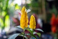 Pachystachys lutea, known by the common names lollipop plant and golden shrimp plant Royalty Free Stock Photo