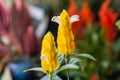 Pachystachys lutea, known by the common names lollipop plant and golden shrimp plant Royalty Free Stock Photo