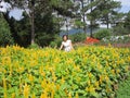 A woman stands beside Pachystachys lutea flowers in the garden in a summer day Royalty Free Stock Photo