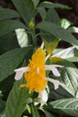 Golden shrimp plant Royalty Free Stock Photo