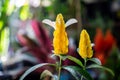 Pachystachys lutea, known by the common names lollipop plant and golden shrimp plant Royalty Free Stock Photo