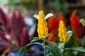 Pachystachys lutea, known by the common names lollipop plant and golden shrimp plant Royalty Free Stock Photo