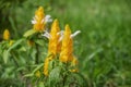 Pachystachys Lutea; Lollipop plant Royalty Free Stock Photo