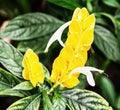 Pachystachys lutea - Lollipop plant - beauty in nature