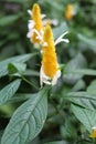 Pachystachys lutea Nees candle Golden shrimp plant Lollypops