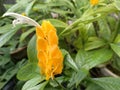 Pachystachys lutea petal flower blooms at the garden