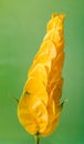 Pachystachys lutea yellow flower, known as Lollipop Plant and Golden Shrimp Plant Royalty Free Stock Photo