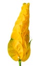 Pachystachys lutea yellow flower, known as Lollipop Plant and Golden Shrimp Plant Royalty Free Stock Photo