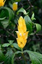 Pachystachys lutea - Yellow Shrimp flower