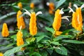 Pachystachys lutea yellow shrub in garden Royalty Free Stock Photo