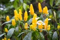 Pachystachys lutea yellow shrub in garden. Lollipop golden shrimp plant. Royalty Free Stock Photo