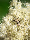Pachyta quadrimaculata - beetle in nature. Close up, soft focus