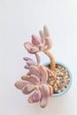 Pachyveria Blue Haze flowers succulent houseplants on white