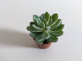 Pachyveria succulent plant on white background Royalty Free Stock Photo