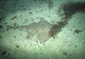 Pacific Angel Shark Camoflauge - Catalina Island Royalty Free Stock Photo