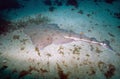 Pacific Angel Shark - Catalina Island Royalty Free Stock Photo