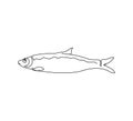 Pacific, atlantic herring, clupea pallasii continuous line drawing. One line art of fish, seafood.