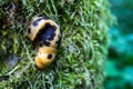 Pacific Banana Slug Ariolimax columbianus on moss covered tree Royalty Free Stock Photo