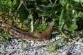 Pacific banana slug crawling on the ground. Royalty Free Stock Photo