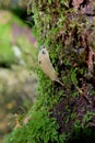 Pacific banana slug creeps along trunk of Big Leaf Maple tree in the moss Royalty Free Stock Photo