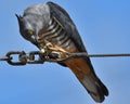 Pacific Baza on wire eating large grasshopper