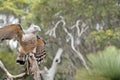 The Pacific baza is about to fly off the tree