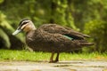 Pacific Black duck