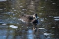 Pacific black duck swimming in pond