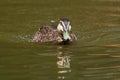 Pacific Black Duck - Anas superciliosa - dabbling duck, Indonesia, New Guinea, Australia, New Zealand, and many islands in the sou