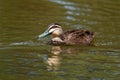 Pacific Black Duck - Anas superciliosa - dabbling duck, Indonesia, New Guinea, Australia, New Zealand, and many islands in the sou