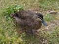 A Pacific Black Duck Royalty Free Stock Photo