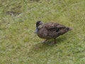 A Pacific Black Duck Royalty Free Stock Photo