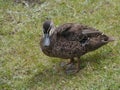 A Pacific Black Duck Royalty Free Stock Photo