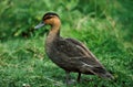 Pacific Black Duck, anas superciliosa, Immature standing on Grass Royalty Free Stock Photo