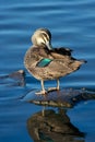 Pacific Black Duck