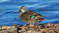 Pacific Black Duck