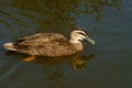 Pacific Black Duck