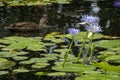 Pacific black duck (anas superciliosa) with purple flowering water lilies (nymphaea nouchali) Royalty Free Stock Photo