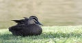 Pacific Black Duck, Anas superciliosa, relaxing Royalty Free Stock Photo